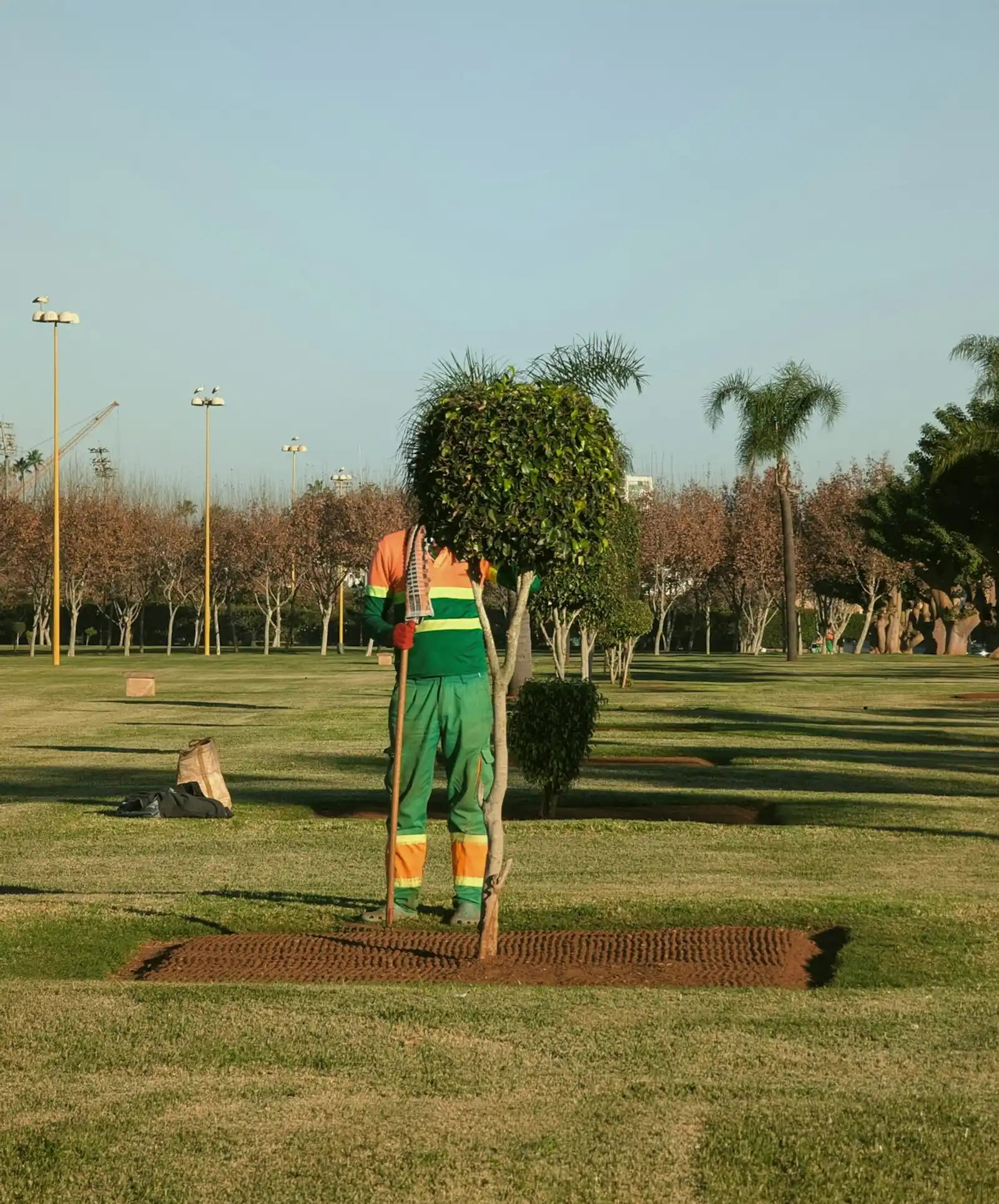 A gardener in hi-vis shaping a rounded ornamental tree with a long-handled pruner.